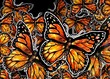 Monarch Illustration