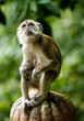 close up of a monkey
