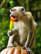 monkey eating ice cream