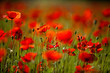 Klatschmohn