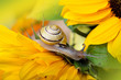Schnecke und Kürbis