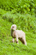 Baby sheep in a pasture of green grass