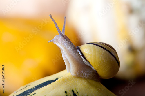 Foto: Schnecke und Kürbis Schnecke und Kürbis