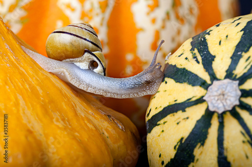 Foto: Schnecke und Kürbis Schnecke und Kürbis