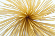Spaghetti Pasta Spaghetti Pasta