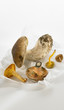 Assortiment de champignons