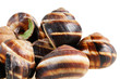 Bourgogne snails with garlic butter