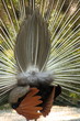 Pavo real por atras