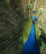 pavo real