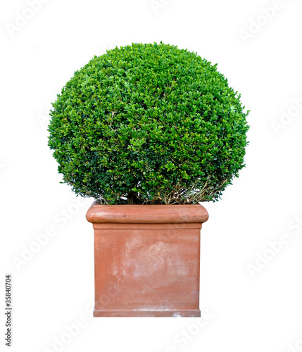 Photo: Boxwood Boxwood