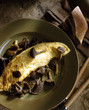 Omelette aux Chanterelles