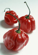 Piment antillais