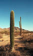 Arizona Saguaros