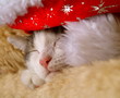 Katze Luana schläft mit Weihnachtskappe/ H