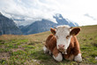 Grindelwald, Swiss Alps