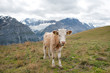 Grindelwald, Swiss Alps