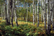 Autumn Aspen Groves in the Uintah National Forest, Utah