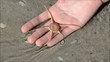 étoile de mer dans une main dans l'eau