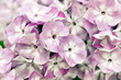 Hortensien