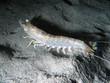 Prawn nighttime