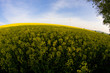 Photo: Windmill and rape field Windmill and rape field