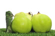 quince fruits