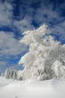 Winter am Berg