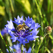 little bee