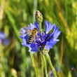 little bee