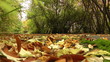 Walk in the park.