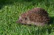 Young hedgehog Young hedgehog