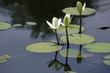 Photo: Water Lily Water Lily