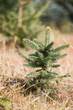 Junger Baum