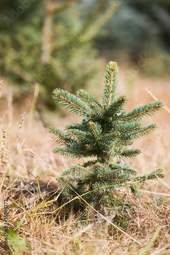 Foto: Junger Baum Junger Baum