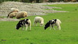 Three Lambs