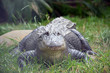 alligator