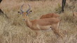impala dans la savane