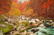 Golden autumn mountain forest with turquoise brook. Golden autumn mountain forest with turquoise brook.