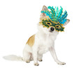 chihuahua dog with bright carnival mask isolated on white