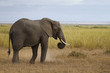Gentle elephant eating, Amboseli National Park, Kenya Gentle elephant eating, Amboseli National Park, Kenya