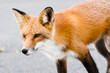 Renard