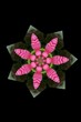 Stockrose
