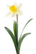 daffodil