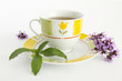 Foto: Eisenkraut,Verbena bonariensis,Verbenabonariensis.. Eisenkraut,Verbena bonariensis,Verbenabonariensis..