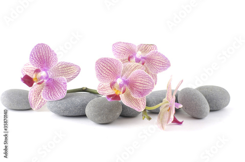 Photo: Still life with pink orchid with gray stones Still life with pink orchid with gray stones