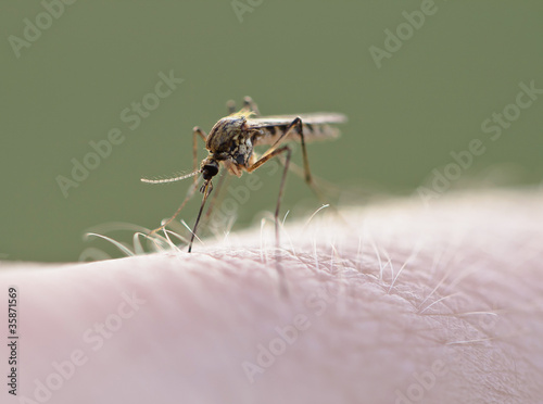 Photo: Mosquito (Culex pipiens) sucking blood on human skin Mosquito (Culex pipiens) sucking blood on human skin