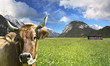Photo: Cow on grazing land Cow on grazing land