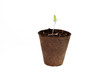Young fresh seedling stands in peat pots on a white background