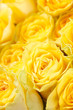beautiful roses