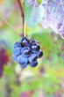 Grappe raisin noir